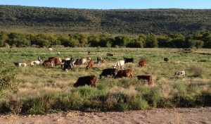 Nguni cattle
